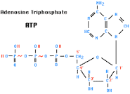 Structure of ATP